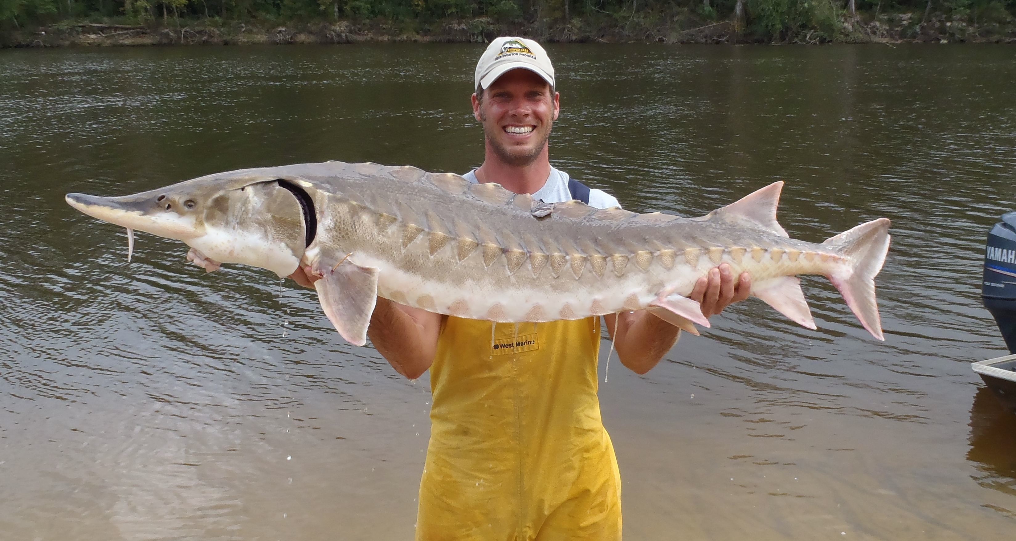 Sturgeon